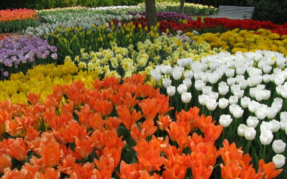 A bed of bright orange, yellow, purple, red, and pink tulips 